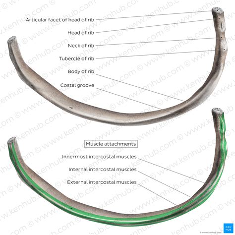 how many ribs human have|Ribs: Anatomy, ligaments and clinical notes .